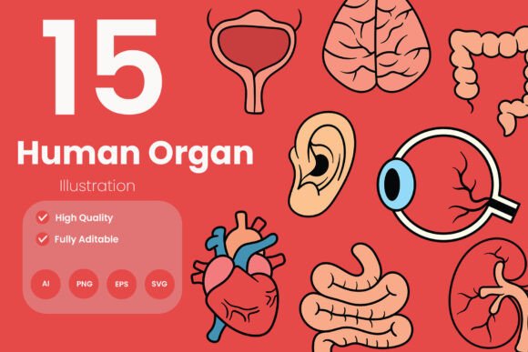 Human Organ Illustration Pack: A Powerful Design Asset for Medical and Educational Content